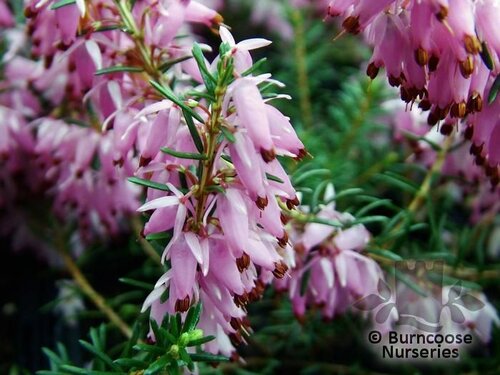 HEATHERS Erica carnea 'Pink Spangles' 