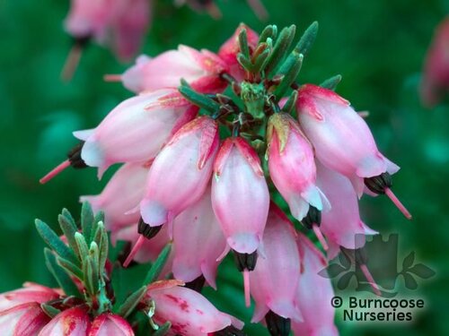 HEATHERS Erica erigena 'Irish Dusk' 