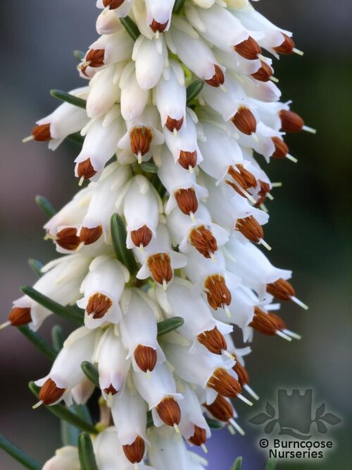 HEATHERS Erica erigena 'W.T. Rackliff' 