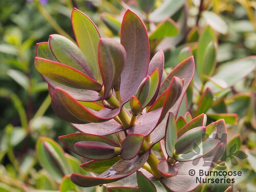 HEBE albicans 'Red Edge' 