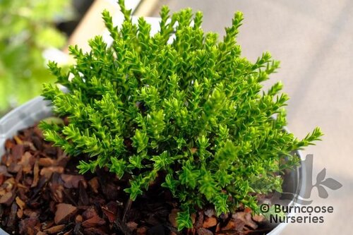 HEBE 'Maori Gem'  