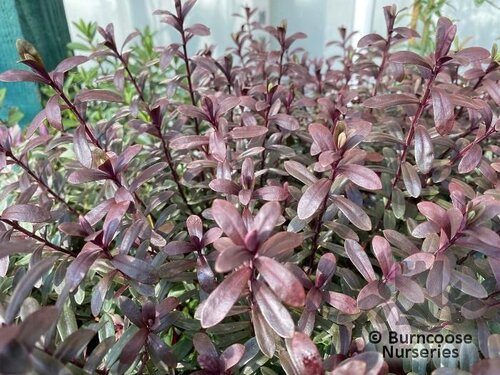 HEBE 'Pascal'  