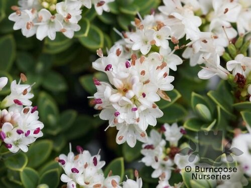 HEBE pinguifolia 'Sutherlandii' 