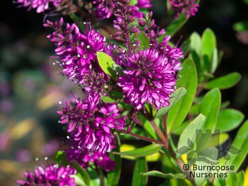 HEBE 'Wiri Charm'  