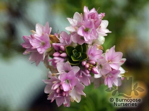 HEBE 'Wiri Mist'  