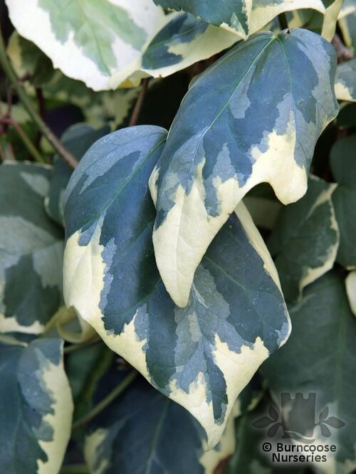 Hedera Colchica 'Dentata Variegata'