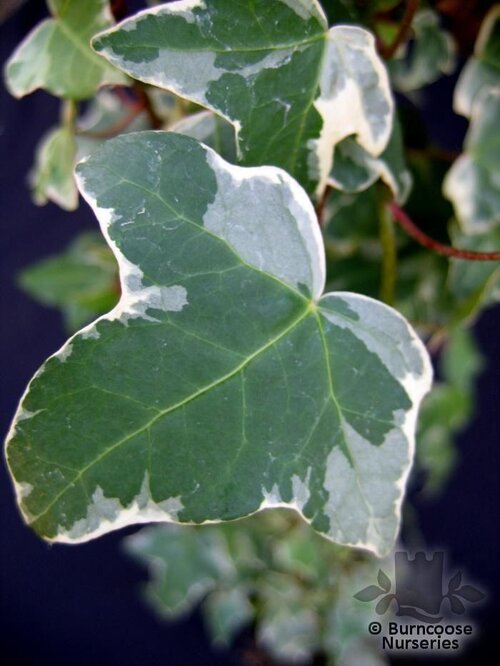 HEDERA helix 'Glacier' 
