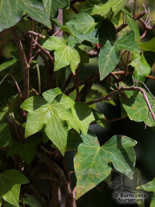 HEDERA helix 'Green Ripple' 