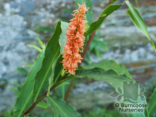 HEDYCHIUM densiflorum 'Assam Orange' 