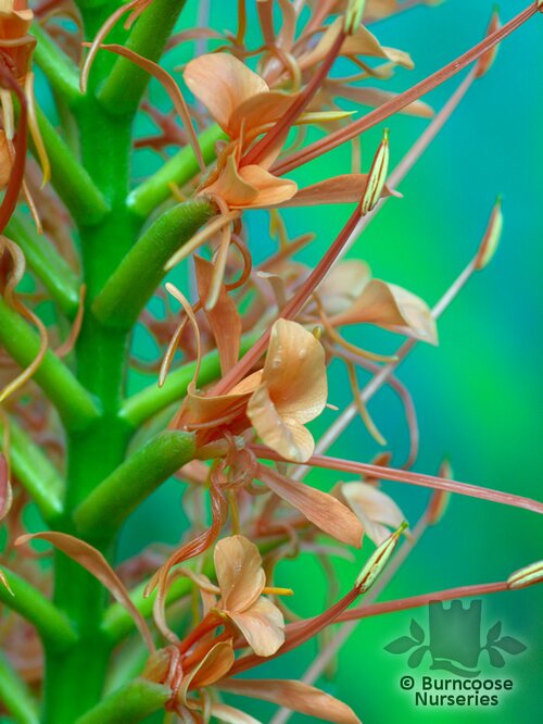 HEDYCHIUM aurantiacum  