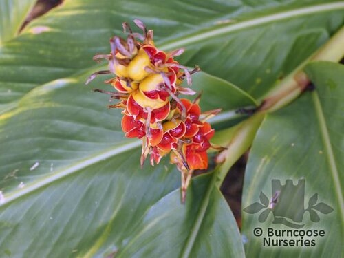 HEDYCHIUM coronarium 'Gold Spot' 