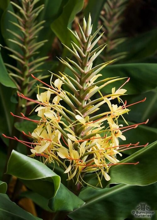 HEDYCHIUM   