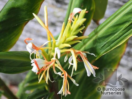 HEDYCHIUM spicatum 'Liberty' 