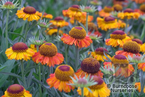 HELENIUM autumnale 'Short and Sassy' 