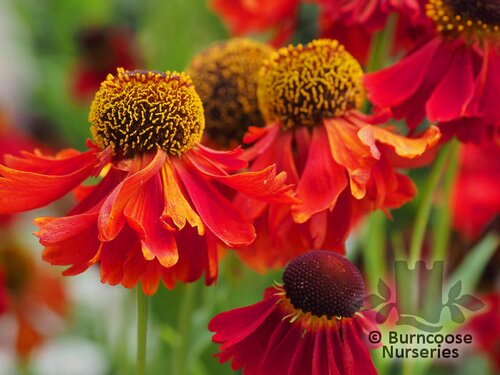 HELENIUM 'Moerheim Beauty'  