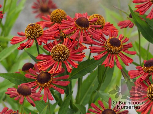 HELENIUM autumnale 'Siesta' 