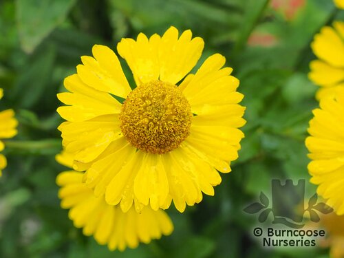 HELENIUM autumnale 'Sombrero' 