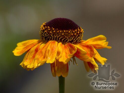 HELENIUM 'Wyndley'  