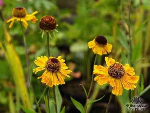 HELENIUM   