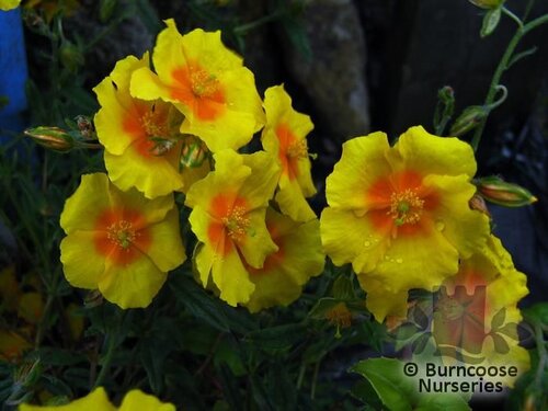HELIANTHEMUM 'Ben Fhada'  