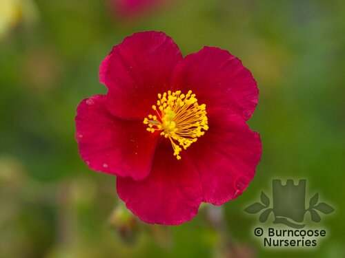 HELIANTHEMUM 'Ben Ledi'  