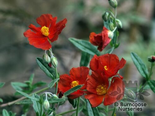 HELIANTHEMUM 'Ben More'  