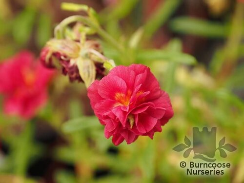 HELIANTHEMUM 'Cerise Queen'  