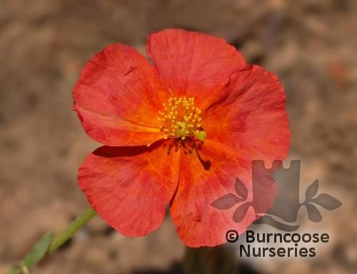 HELIANTHEMUM 'Fire Dragon'  