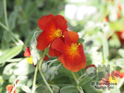 HELIANTHEMUM 'Henfield Brilliant'  