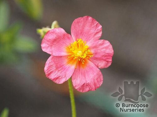 HELIANTHEMUM 'Lawrenson's Pink'  