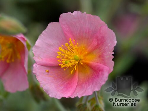 HELIANTHEMUM 'Wisley Pink'  