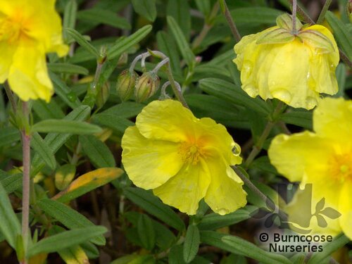 HELIANTHEMUM 'Wisley Primrose'  