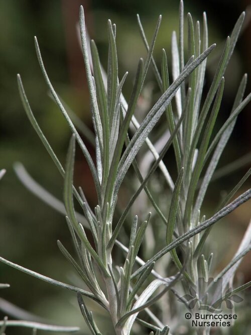 HELICHRYSUM italicum subsp. serotinum 
