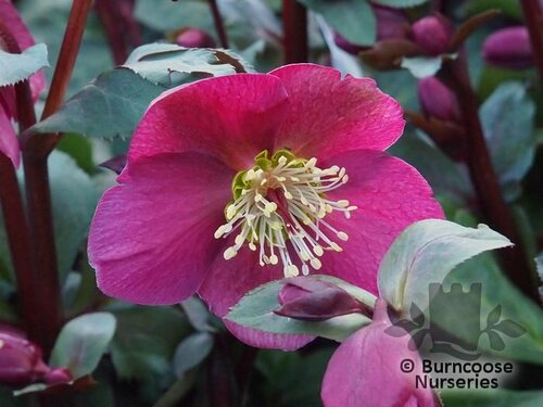 HELLEBORUS 'Anna's Red'  