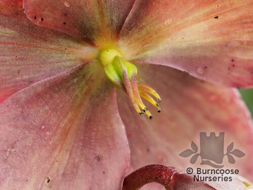 HELLEBORUS 'Emma'  