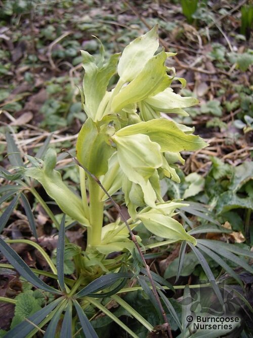HELLEBORUS foetidus  
