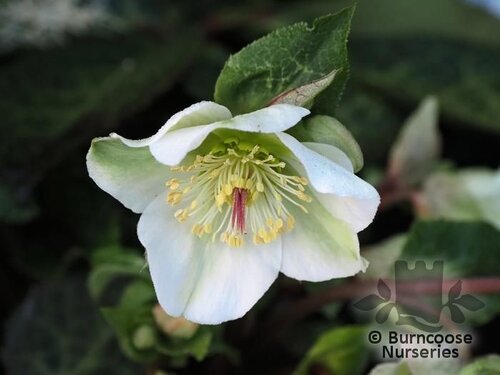 HELLEBORUS 'Molly's White'  