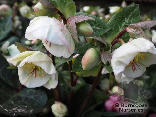 HELLEBORUS 'Moondance'  
