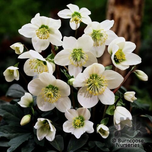 HELLEBORUS niger  