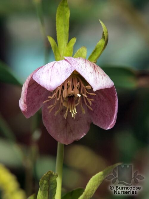 HELLEBORUS orientalis  