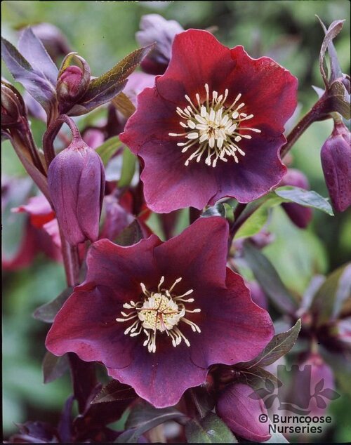 HELLEBORUS orientalis 'Blue Lady' 