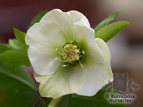 HELLEBORUS orientalis 'White Lady' 