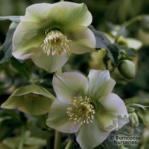 HELLEBORUS   