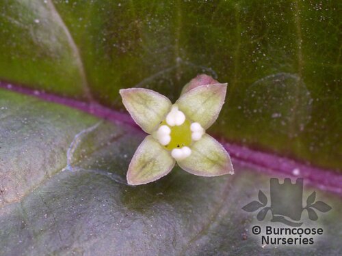 HELWINGIA chinensis  