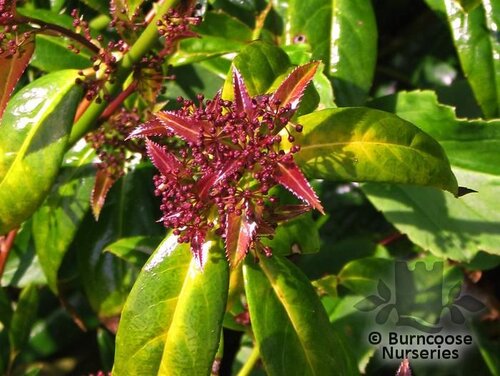 HELWINGIA himalaica  