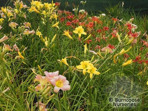 HEMEROCALLIS   
