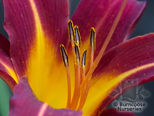 HEMEROCALLIS 'Autumn Red'  