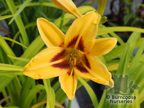 HEMEROCALLIS 'Bonanza'  