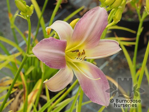 HEMEROCALLIS 'Catherine Woodbery'  