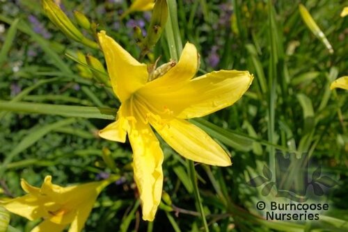 HEMEROCALLIS 'Marion Vaughan'   